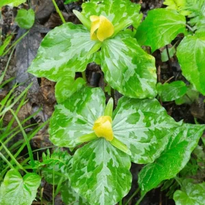 5 Yellow Trillium Bulbs – Heirloom Wood Lily Perennial – Shade Garden Plant - Image 9
