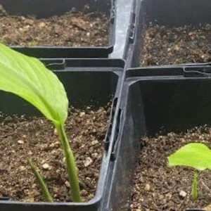 5 Yellow Turmeric Ginger Starter Plugs - Curcuma longa Live Plant - Image 4