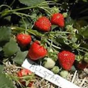 50 Allstar Junebearing Strawberry Plant – Fragaria ananassa – Perennial Fruit Plant – Outdoor - Image 5