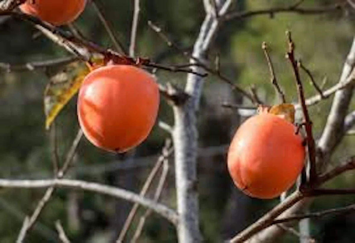 50 American Persimmon Tree Seeds - Diospyros Virginiana, Organic Heirloom Fruit - Image 5
