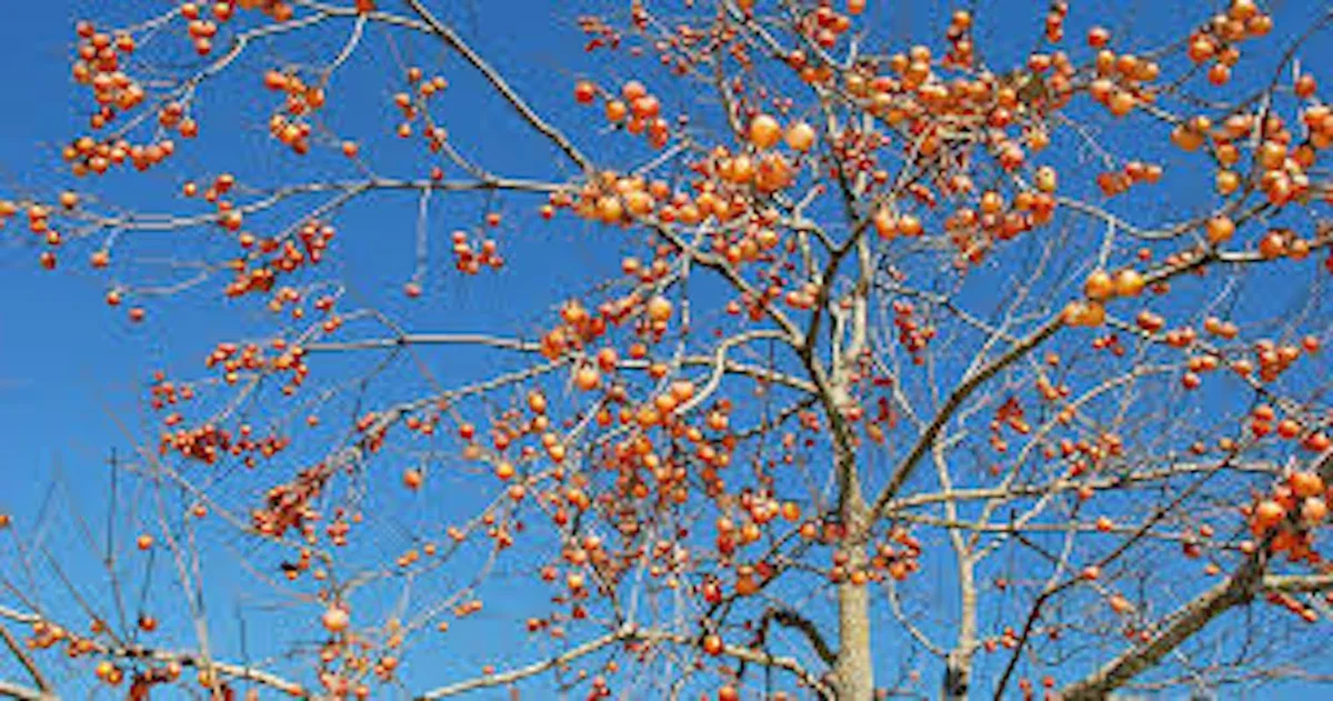 50 American Persimmon Tree Seeds - Diospyros Virginiana, Organic Heirloom Fruit - Image 6