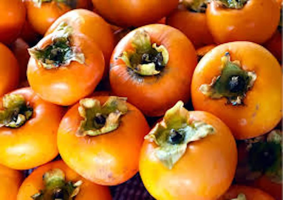 50 American Persimmon Tree Seeds - Diospyros Virginiana, Organic Heirloom Fruit - Image 8