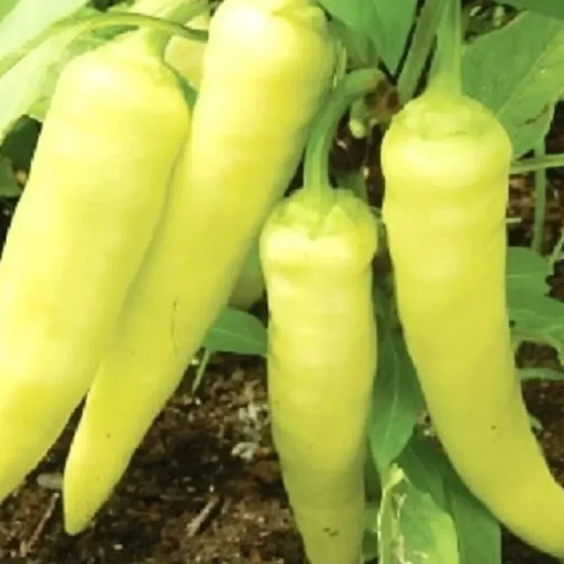 50 Banana Sweet Pepper Seeds - Non-GMO Fresh Harvest for Gardens, Yellow, Annual - Image 1