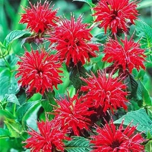 50+ Bergamot Monarda Autumn Mix Seeds Perennial Bee Balm Flower - Image 3
