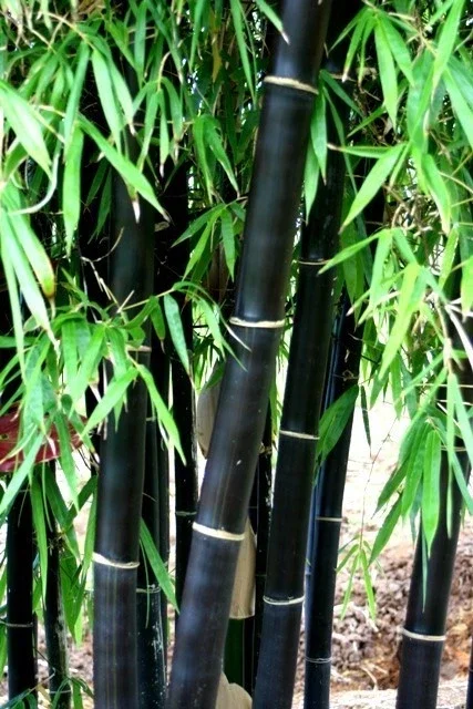 50+ Black Bamboo Seeds - Cold Resistant Perennial for Garden & Bonsai - Image 2