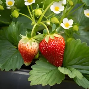 50 Blakemore Strawberry Bare Roots - Fragaria × ananassa - June-Bearing Fruit - Image 1