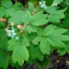 50 Blue Cohosh Bare Root Plants - Caulophyllum Thalictroides Wildflower Perennial - Image 1