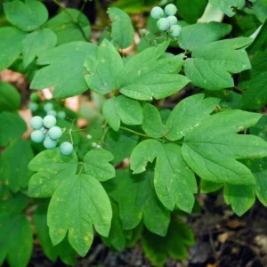 50 Blue Cohosh Bare Root Plants - Caulophyllum Thalictroides Wildflower Perennial - Image 7