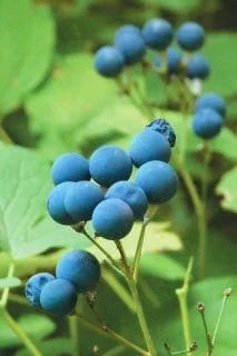 50 Blue Cohosh Bare Root Plants - Caulophyllum Thalictroides Wildflower Perennial - Image 9