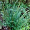 50 Christmas Fern Bare Root Plants - Polystichum Acrostichoides Native Perennial - Image 1