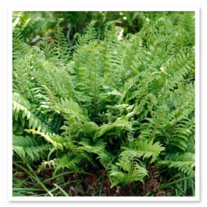 50 Christmas Fern Bare Root Plants - Polystichum Acrostichoides Native Perennial - Image 8
