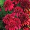 50 Double Cranberry Coneflower Seeds - Echinacea Perennial Flowers for Outdoor Gardens - Image 1