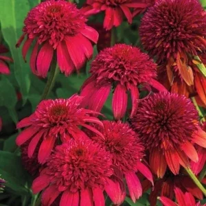 50 Double Cranberry Coneflower Seeds - Echinacea Perennial Flowers for Outdoor Gardens - Image 1