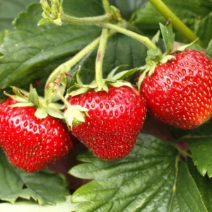 50 Earliglow Strawberry Bare Roots - Sweet & Early-Fruiting Fragaria × ananassa - Image 3
