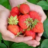 50 Evie 2 Everbearing Strawberry Plants – Bare Root High Yield Day Neutral Variety – Sweet & Firm Berries - Image 1