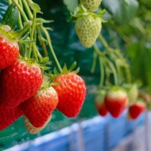 50 Fort Laramie Strawberry Bare Roots - Everbearing, Cold Hardy Fruit Plants - Image 7