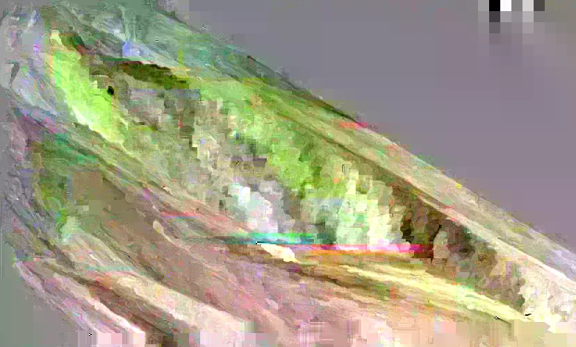 50 Golden Bantam Sweet Corn Seeds - Organic Heirloom Non-GMO for Planting - Image 2