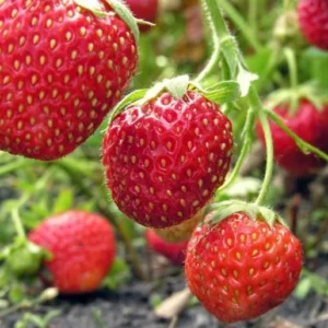 50 Guardian Strawberry Bare Roots - June-Bearing Fruit Plant - USDA Zones 3-10 - Image 8