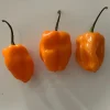 50+ Habanero Pepper Seeds - Orange Hot, Organic Non-GMO, Extremely Spicy - Image 1