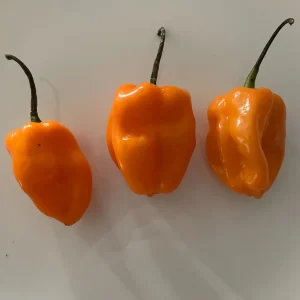 50+ Habanero Pepper Seeds - Orange Hot, Organic Non-GMO, Extremely Spicy - Image 1