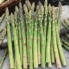 50 Jersey Giant Asparagus Bare Roots - Asparagus officinalis - High Yield - Image 1