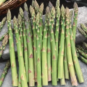 50 Jersey Giant Asparagus Bare Roots - Asparagus officinalis - High Yield - Image 5