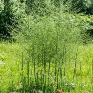 50 Jersey Giant Asparagus Bare Roots - Asparagus officinalis - High Yield - Image 6