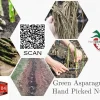 50 Jersey Giant Asparagus Crowns - 2yr Bare Root Plants for Fall Planting - Image 1