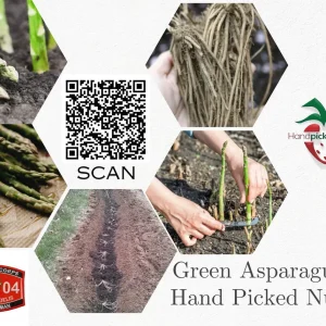 50 Jersey Giant Asparagus Crowns - 2yr Bare Root Plants for Fall Planting - Image 1