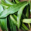 50 Live Mango Leaves (Mangifera indica) - Fresh Foliage - Image 1