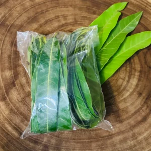 50 Live Mango Leaves (Mangifera indica) - Fresh Foliage - Image 2