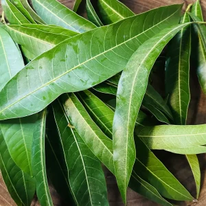 50 Live Mango Leaves (Mangifera indica) - Fresh Foliage - Image 1