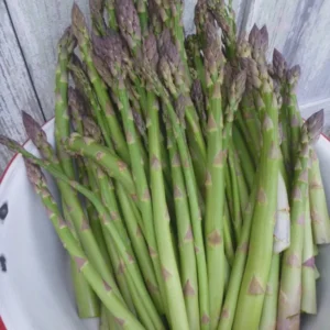 50 Millennium Asparagus Bare Roots - Cold Hardy, High-Yielding Perennial - Image 2