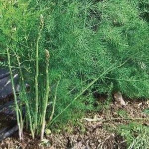 50 Millennium Asparagus Bare Roots - Cold Hardy, High-Yielding Perennial - Image 3