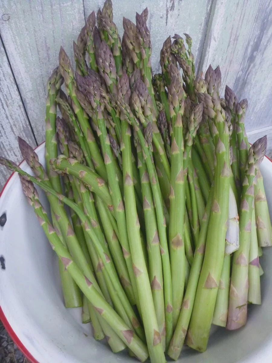 50 Millennium Asparagus Bare Roots - Cold Hardy, High-Yielding Perennial - Image 6