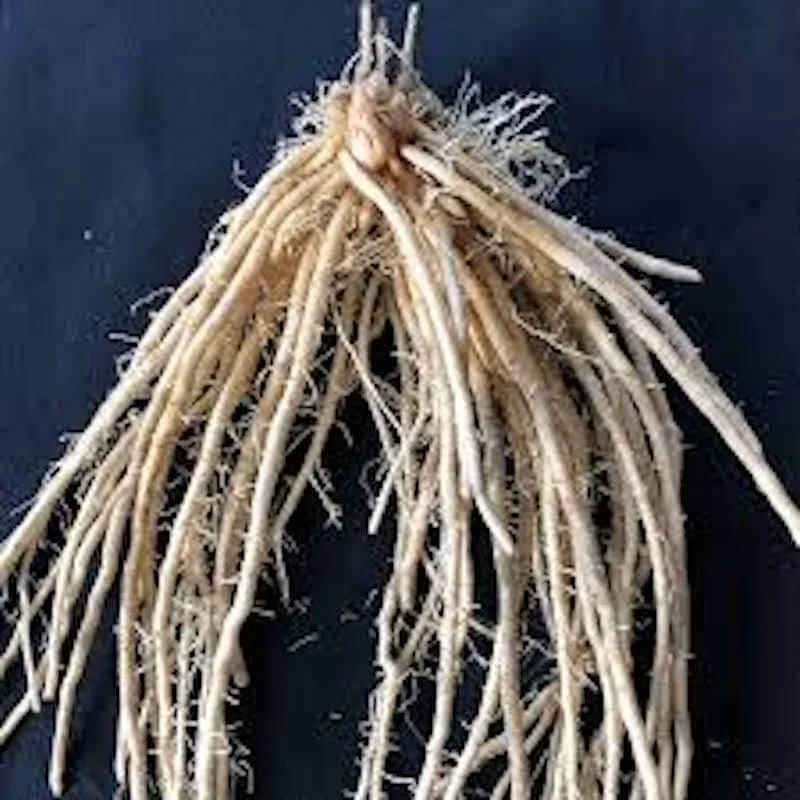 50 Millennium Asparagus Bare Roots - Cold Hardy, High-Yielding Perennial - Image 8