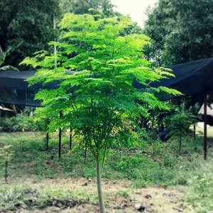 50+ Moringa Tree Seeds for Planting | Non-GMO | Fast Growing | Indoor & Outdoor - Image 1