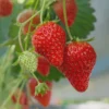 50 Ogallala Strawberry Bare Roots - Everbearing Fruit Plant for Gardens - Image 1