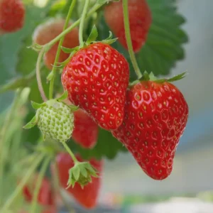 50 Ogallala Strawberry Bare Roots - Everbearing Fruit Plant for Gardens - Image 5