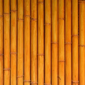50 Orange Bamboo Seeds - Clumping Exotic Privacy Screen Garden - Perennial - Image 2