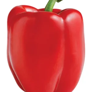 50+ Organic Bell Pepper Seeds Mix - Red, Yellow, Lilac, Orange for Garden - Image 3