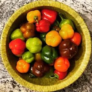 50+ Organic Mixed Bell Pepper Seeds - Non-GMO, Colorful, Easy to Grow Outdoor Annual - Image 1