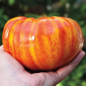 50+ Organic Rainbow Giant Beefsteak Tomato Seeds - Rare Indeterminate Vegetable - Image 2