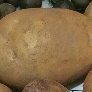 50 Organic Russet Yellow True Potato Seeds - Mix Potatoes Berry USA - Image 3