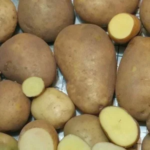 50 Organic Russet Yellow True Potato Seeds - Mix Potatoes Berry USA - Image 1