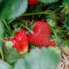 50 Ozark Beauty Strawberry Plants - Bare Root Everbearing - Sweet Red Berries - Easy to Grow - Image 1
