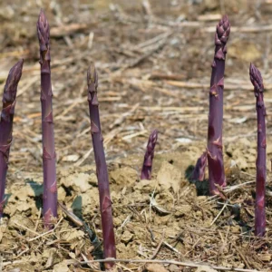 50 Purple Passion Asparagus Bare Roots - Asparagus officinalis - Sweet & Tender - Image 3