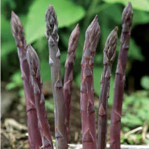 50 Purple Passion Asparagus Bare Roots - Asparagus officinalis - Sweet & Tender - Image 6