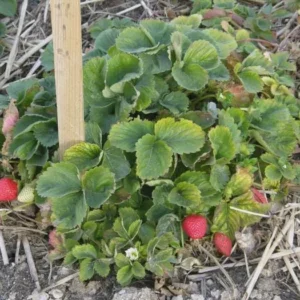 50 Quinault Strawberry Bare Roots - Everbearing Fragaria × ananassa - Image 3