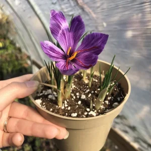 50 Saffron Crocus Sativus Bulbs – Large 9/10cm – Grow Your Own Spice - Image 1